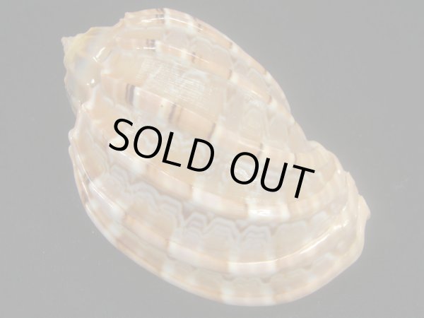 画像2: アフリカショクコウラ 濃色 美品 (2)