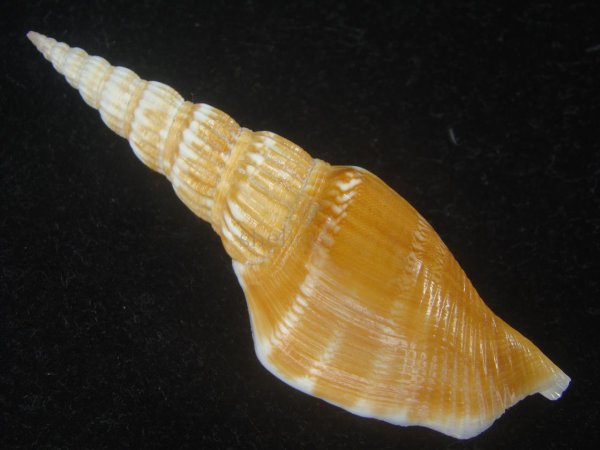 画像2: ナガタケノコシドロ(Strombus vittatus turritus) 大 濃色 (2)