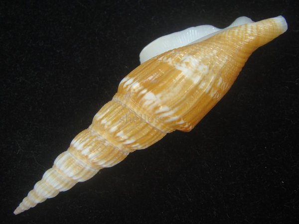 画像3: ナガタケノコシドロ(Strombus vittatus turritus) 大 濃色 (3)