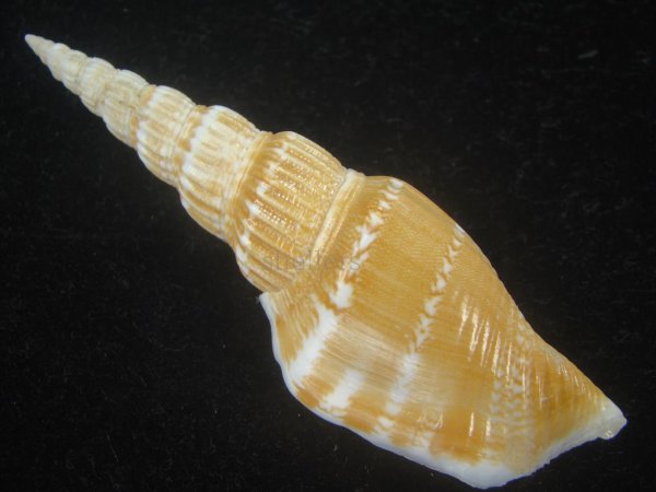 画像2: ナガタケノコシドロ(Strombus vittatus turritus) (2)