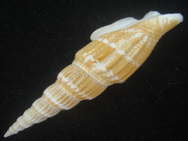 画像3: ナガタケノコシドロ(Strombus vittatus turritus) (3)