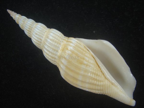 画像1: ナガタケノコシドロ(Strombus vittatus turritus) 大　老成 (1)
