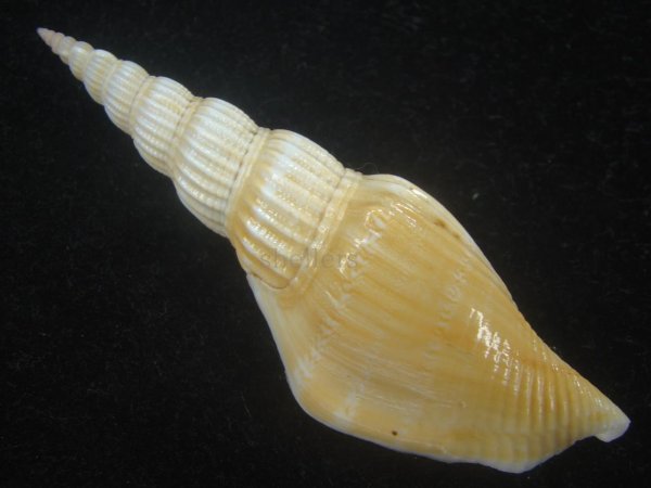 画像2: ナガタケノコシドロ(Strombus vittatus turritus) 大　老成 (2)