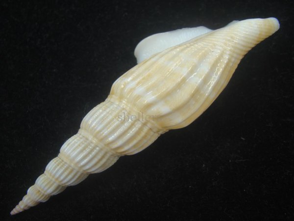 画像3: ナガタケノコシドロ(Strombus vittatus turritus) 大　老成 (3)