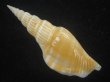 画像2: ナガタケノコシドロ(Strombus vittatus turritus) (2)