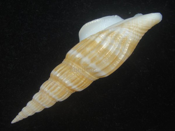 画像3: ナガタケノコシドロ(Strombus vittatus turritus) (3)