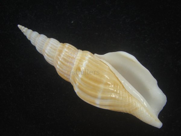 画像1: ナガタケノコシドロ(Strombus vittatus turritus) (1)
