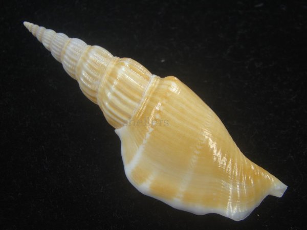 画像2: ナガタケノコシドロ(Strombus vittatus turritus) (2)