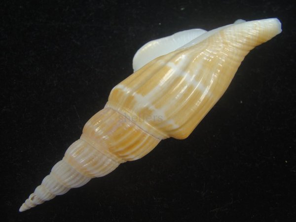 画像3: ナガタケノコシドロ(Strombus vittatus turritus) (3)