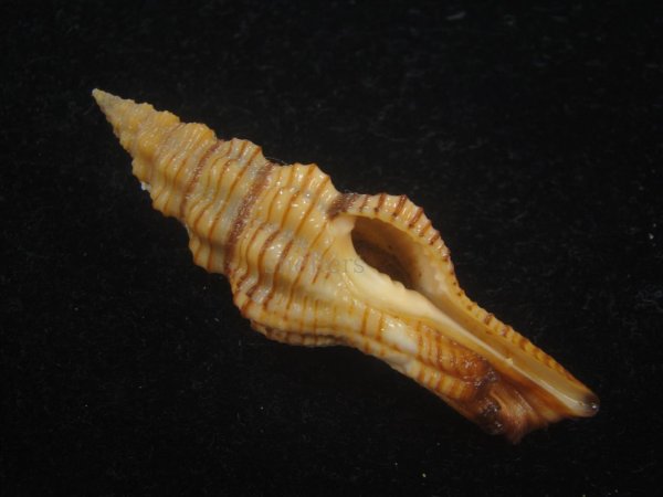 画像1: ニシキツノマタ(Latirus infundibulum) (1)