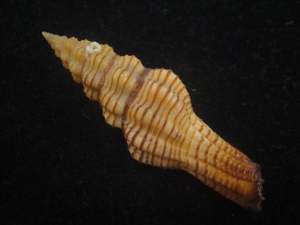 画像2: ニシキツノマタ(Latirus infundibulum) (2)