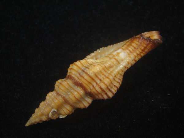 画像3: ニシキツノマタ(Latirus infundibulum) (3)