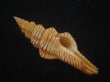 画像1: ニシキツノマタ(Latirus infundibulum) (1)