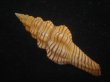画像2: ニシキツノマタ(Latirus infundibulum) (2)