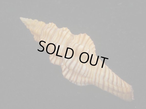 画像2: ニシキツノマタ(Latirus infundibulum) (2)