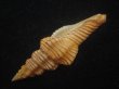 画像3: ニシキツノマタ(Latirus infundibulum) (3)