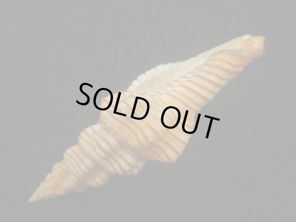 画像3: ニシキツノマタ(Latirus infundibulum) (3)