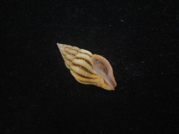 画像1: クチベニツノマタモドキ(Peristernia incarnata) (1)