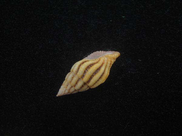 画像3: クチベニツノマタモドキ(Peristernia incarnata) (3)