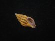 画像1: クチベニツノマタモドキ(Peristernia incarnata) (1)