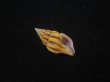 画像1: クチベニツノマタモドキ(Peristernia incarnata) (1)