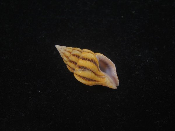 画像1: クチベニツノマタモドキ(Peristernia incarnata) (1)