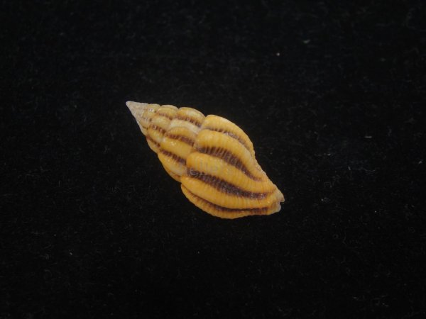 画像2: クチベニツノマタモドキ(Peristernia incarnata) (2)