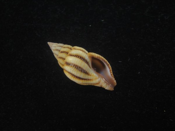 画像1: クチベニツノマタモドキ(Peristernia incarnata) (1)