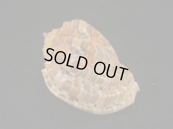 画像2: ベニオビショクコウラ (2)