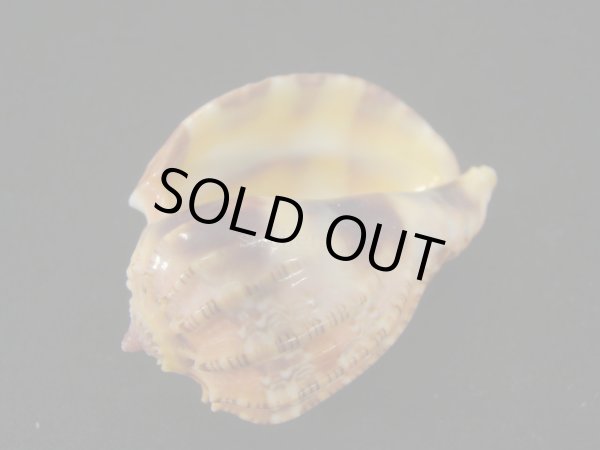 画像3: ベニオビショクコウラ (3)