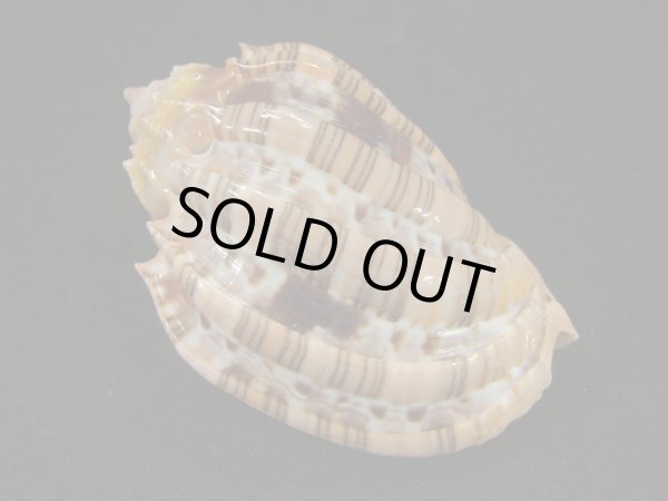 画像2: ベニオビショクコウラ 大 特老成 (2)