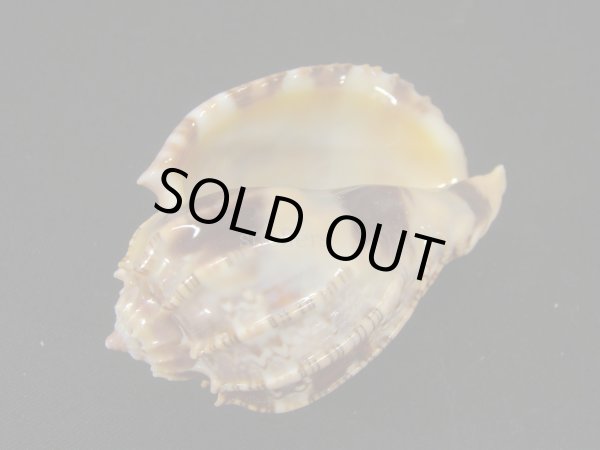 画像3: ベニオビショクコウラ 大 特老成 (3)