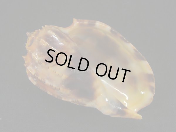 画像2: ベニオビショクコウラ 大 特濃色 (2)