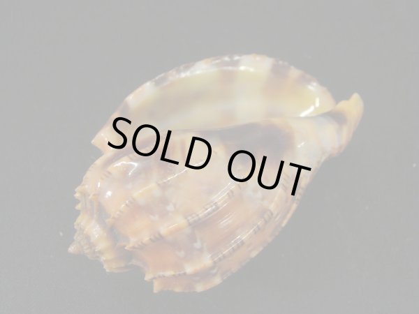 画像3: ベニオビショクコウラ 大 特濃色 (3)