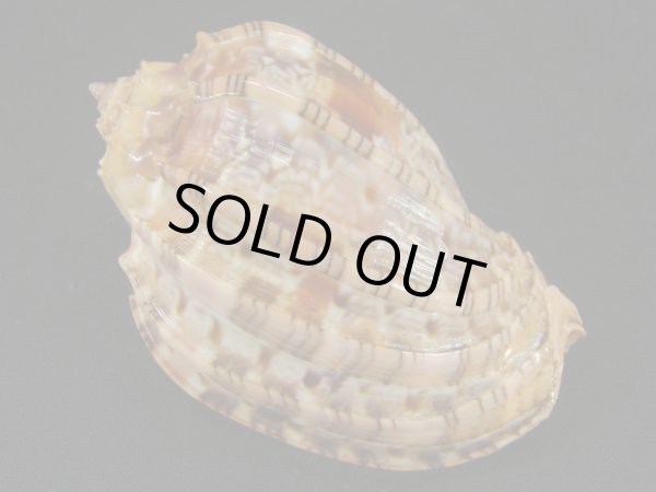 画像2: ベニオビショクコウラ 特大 (2)