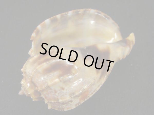 画像3: ベニオビショクコウラ 特大 (3)