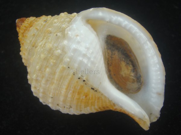 画像1: カブトボラ(Galeodea leucodoma) 美品 (1)