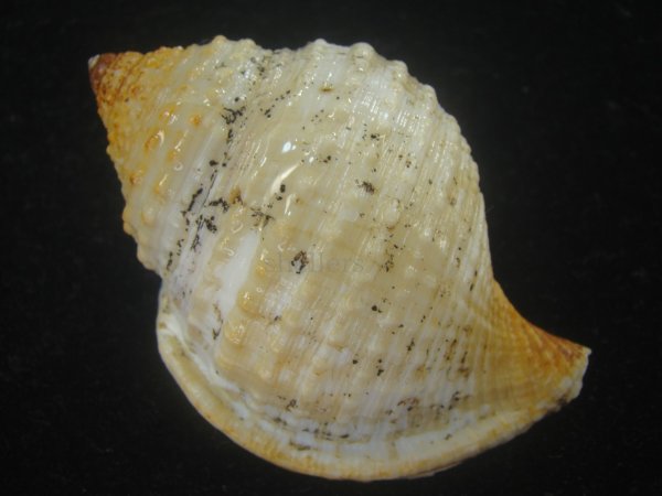 画像2: カブトボラ(Galeodea leucodoma) 美品 (2)