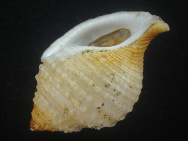 画像3: カブトボラ(Galeodea leucodoma) 美品 (3)