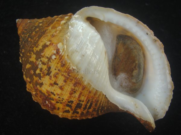 画像1: カブトボラ(Galeodea leucodoma) 大　老成 (1)