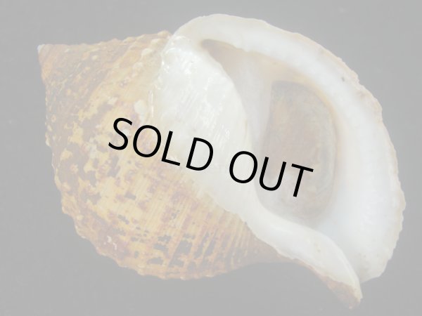 画像1: カブトボラ(Galeodea leucodoma) 大　老成 (1)