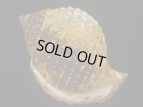 画像2: カブトボラ(Galeodea leucodoma) 大　老成 (2)