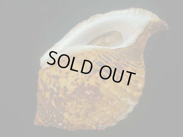 画像3: カブトボラ(Galeodea leucodoma) 大　老成 (3)