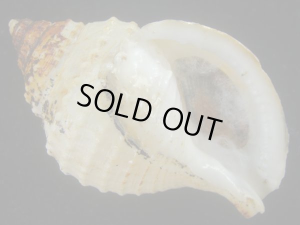 画像1: カブトボラ(Galeodea leucodoma) (1)