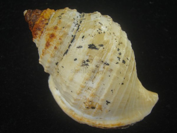 画像2: カブトボラ(Galeodea leucodoma) (2)