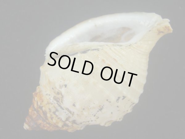 画像3: カブトボラ(Galeodea leucodoma) (3)