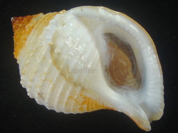 画像1: カブトボラ(Galeodea leucodoma) 大　老成　美品 (1)