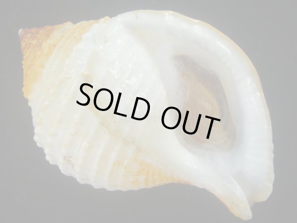 画像1: カブトボラ(Galeodea leucodoma) 大　老成　美品 (1)