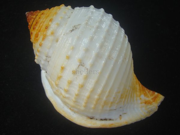 画像2: カブトボラ(Galeodea leucodoma) 大　老成　美品 (2)