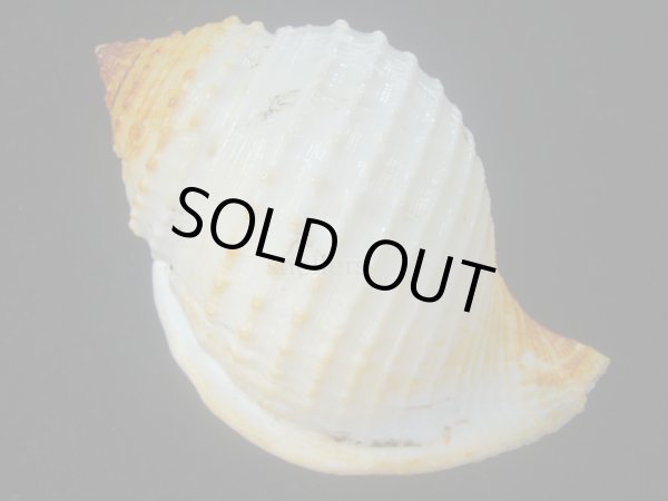 画像2: カブトボラ(Galeodea leucodoma) 大　老成　美品 (2)